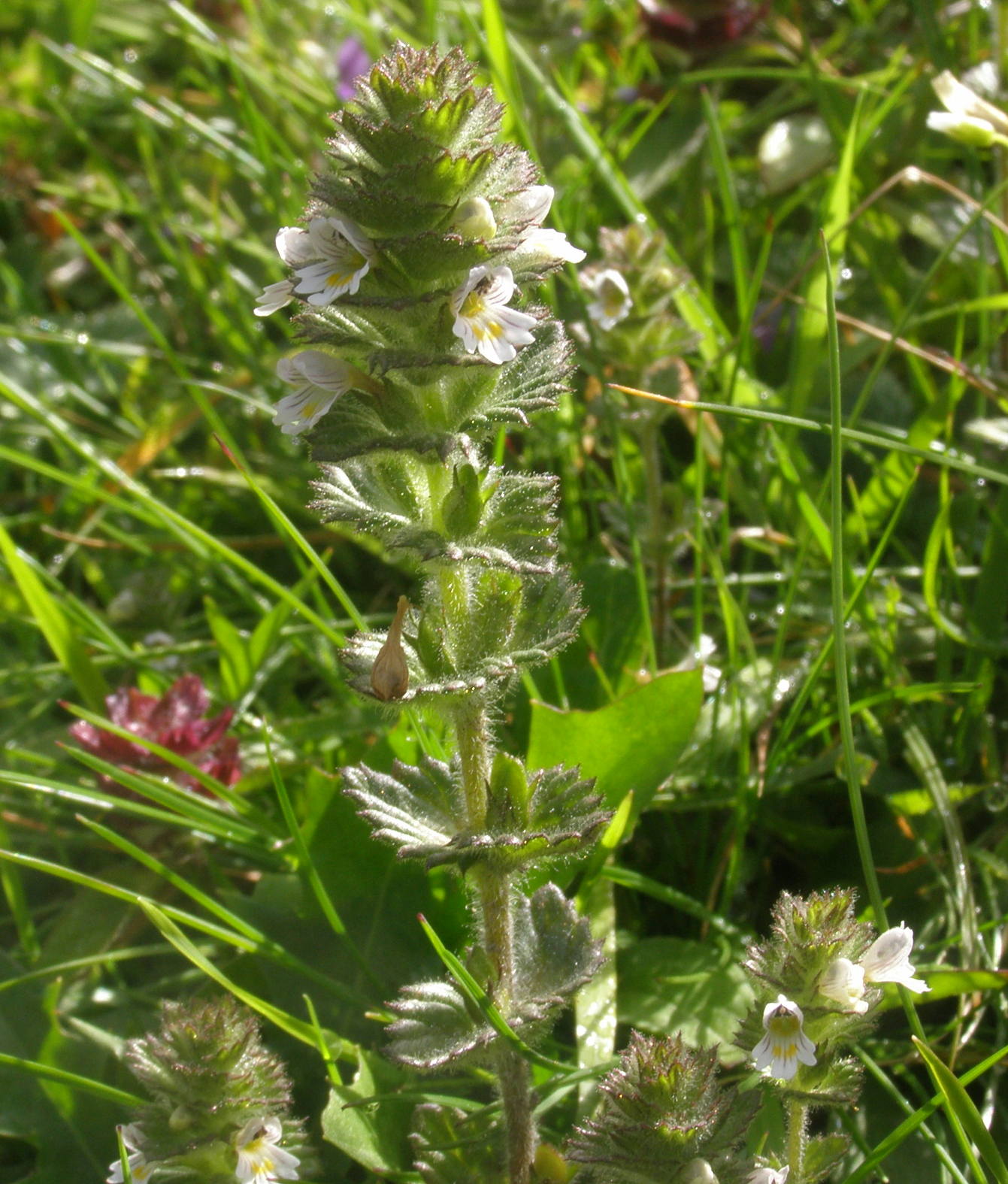 Euphrasia hirtella / Eufrasia pelosetta
